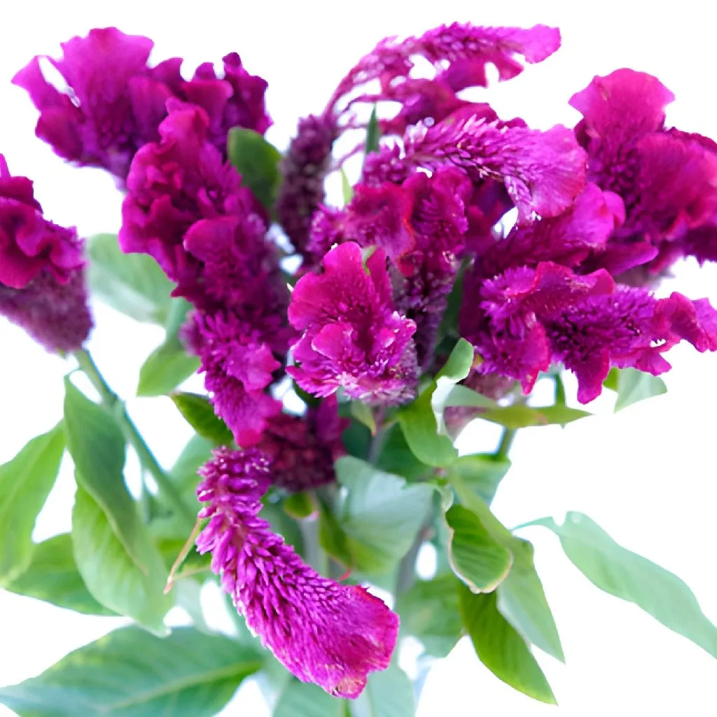 Magenta Purple Cockscomb Celosia Flowers