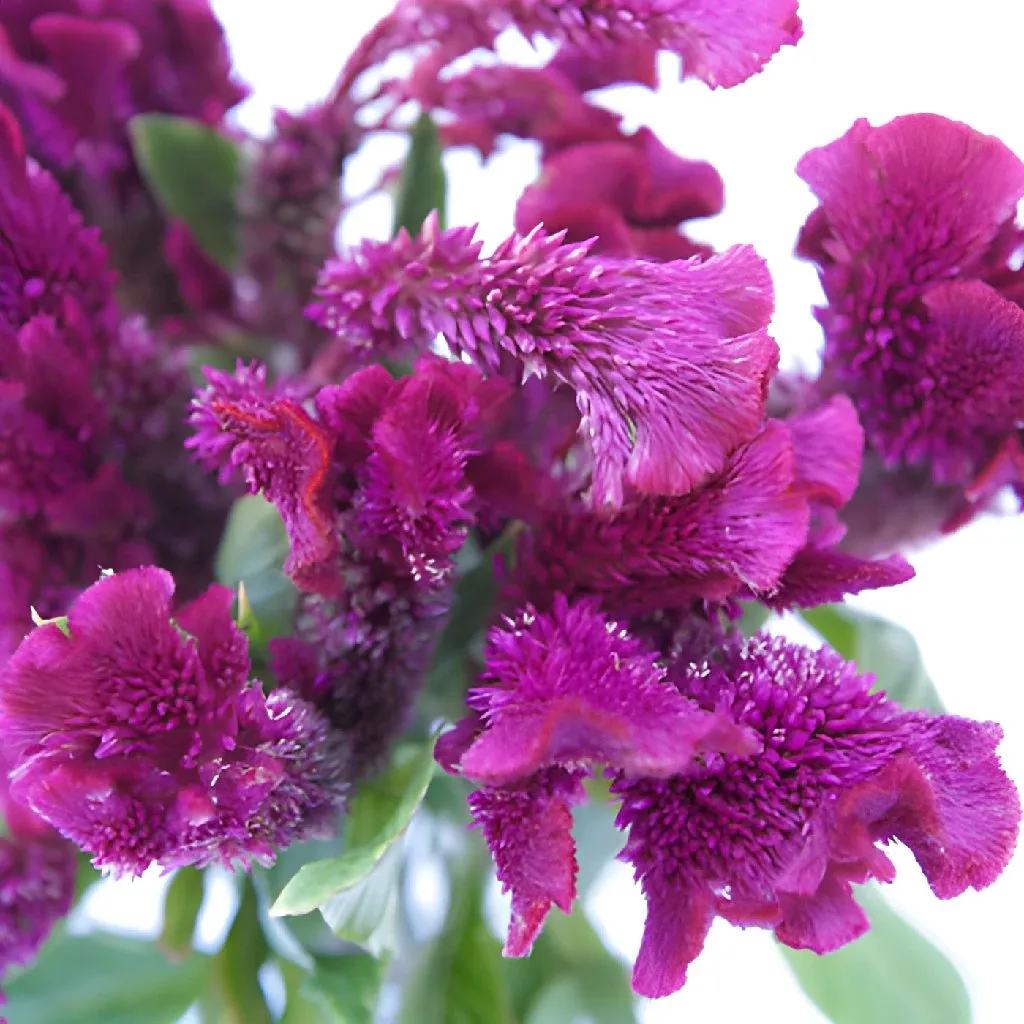 Magenta Purple Cockscomb Celosia Flowers