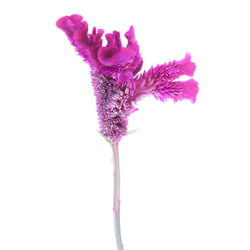 Magenta Purple Cockscomb Celosia Flowers